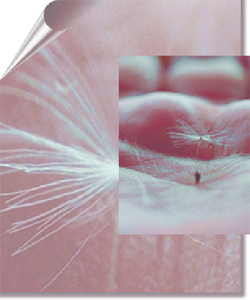 side3.png